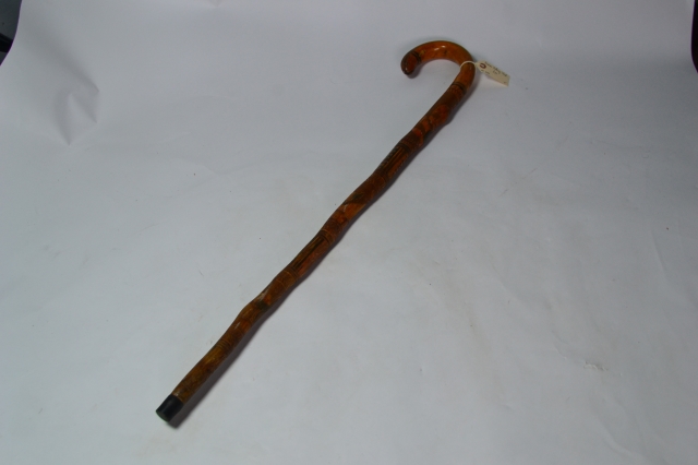 Mexican Walking Stick