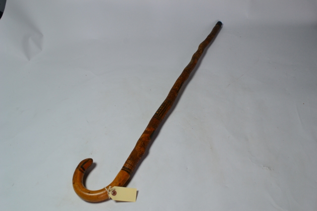 Mexican Walking Stick